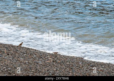 Zwei Sandpiper an einem Kiesstrand, die die Flut beobachten Stockfoto