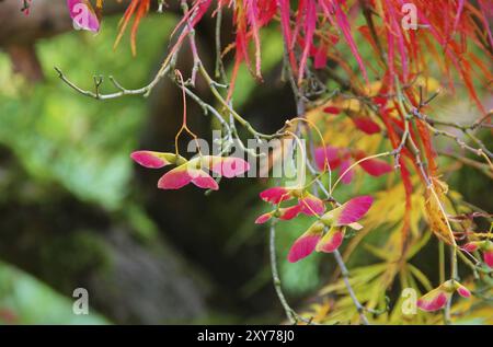 Acer Palmatum 06 Stockfoto