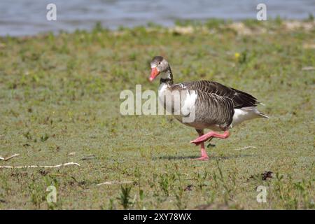 Graugans-Hybrid in Bayern. Graugans-Hybrid Stockfoto