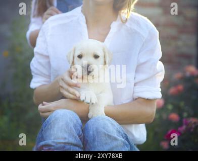 Nahaufnahme von Frau in weißen Bluse mit Welpen Labrador sitzen auf den Knien Stockfoto