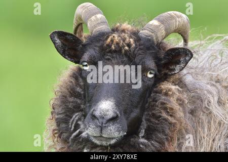 Graue Heide auf einer Wiese. Deutsche graue Heide auf einer Wiese Stockfoto