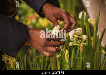 Florist kümmert sich um Frühlingsblumen Stockfoto