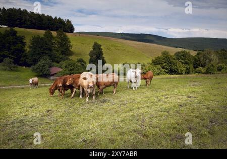 Wenige Almkühe auf Weide in den Bergen Stockfoto