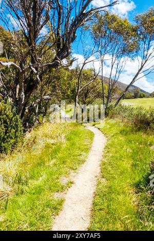 Wanderwege rund um den Thredbo Riover und den Thredbo Golf Course in Thredo in den Snowy Mountains, New South Wales, Australien Stockfoto