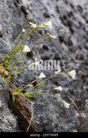 Alpine Vogelmiere Stockfoto