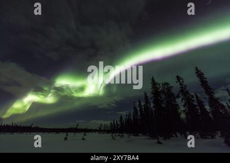 Nordlichter (Aurora borealis), Muddus-Nationalpark, Laponia-Weltkulturerbe, Norrbotten, Lappland, Schweden, Dezember 2016, Europa Stockfoto