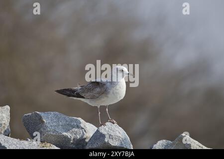 Sturmmoewe, Larus canus, gemeine Möwe Stockfoto