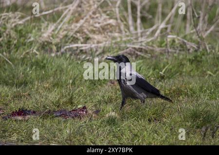 Kapuzenkrähe, Corvus Corone, Aaskrähe Stockfoto