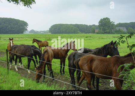 Mehrere Pferde stehen auf einer grünen umzäunten Weide, umgeben von Bäumen und Feldern, Aalten, Gelderland, Niederlande Stockfoto