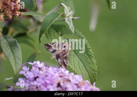 Silver y (Autographa gamma), Schmetterling, Motte, Nahaufnahme, Sommerlila, Makroaufnahme einer Gammaeule, die auf einem grünen Blatt sitzt Stockfoto