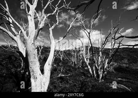 Blick auf die Landschaft entlang des Porcupine Walking Track an einem Sommertag im Kosciuszko National Park, Snowy Mountains, New South Wales, Australien Stockfoto