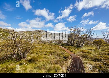 Blick auf die Landschaft entlang des Porcupine Walking Track an einem Sommertag im Kosciuszko National Park, Snowy Mountains, New South Wales, Australien Stockfoto