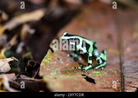 Grüner und schwarzer Giftpfeilfrosch (Dendrobates auratus) auf einem Blatt, Provinz Heredia, Costa Rica, Mittelamerika Stockfoto