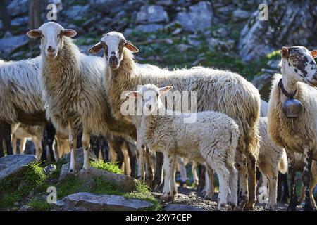 Ein Schaf, einschließlich eines Lammes, steht auf einem felsigen Boden, ein Lamm in der Mitte, Palea Roumata, Lefka Ori, White Mountains, Bergmassiv, Stockfoto