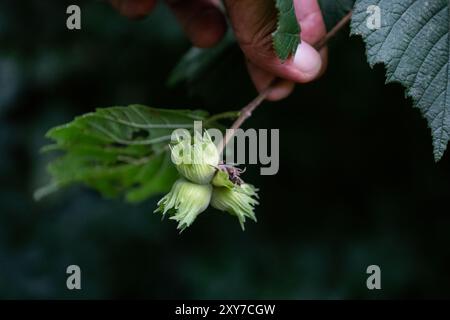 Haselnussfrüchte auf einem Haselnussbaumzweig. Stockfoto