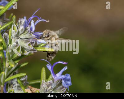 Honigbiene, die im Frühjahr auf eine Rosmarinblume zufliegt, vor einem verschwommenen Hintergrund Stockfoto