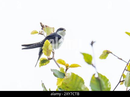 Haus Martin, Delichon urbicum auf einem Baum in Austwick, Yorkshire Dales, Großbritannien. Stockfoto