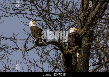 Ein Paar Weißkopfseeadler, die in einem Baum in der Nähe des Lake Michigan sitzen Stockfoto