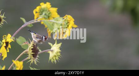 Goldfinch sitzt auf einer alten Sonnenblume mit Samen zwischen blühenden Sonnenblumen vor einem verschwommenen grünen Hintergrund Stockfoto