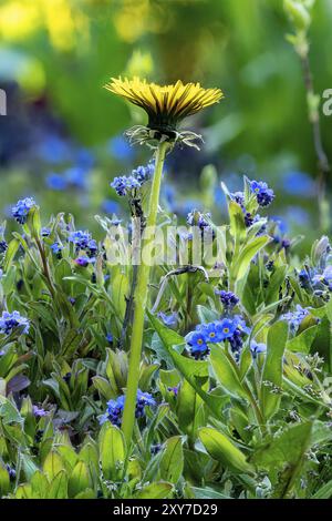 Makroaufnahme eines Feldes von Vergissmeinnots und einer einzelnen Löwenzahnblume vor einem verschwommenen Hintergrund Stockfoto