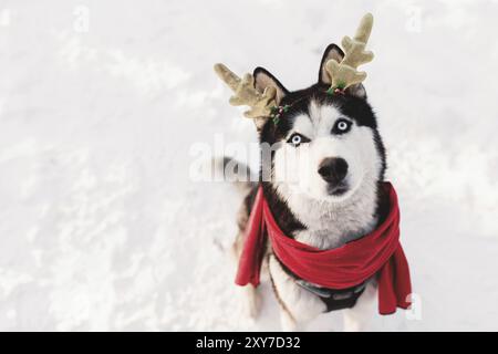 Weihnachtlicher Husky-Hund im roten Schal, Hirschhörner, Weihnachtsmannkleidung im verschneiten Wald. Konzept der Weihnachtspostkarte. Viel Schnee im Winterwald. Stockfoto