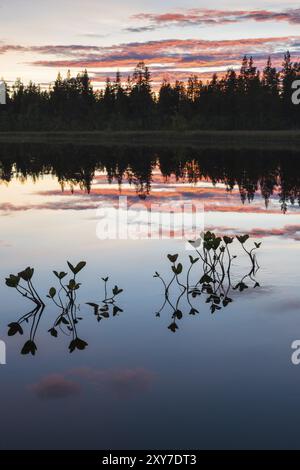 Abendstimmung an einem Waldsee, Norrbotten, Lappland, Schweden, August 2013, Europa Stockfoto