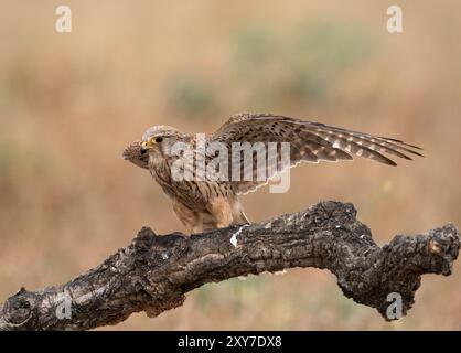 Falco tinnunculus (Falco tinnunculus), das auf dem Ast in Calera bei Talavera de la Reina, Spanien landet Stockfoto