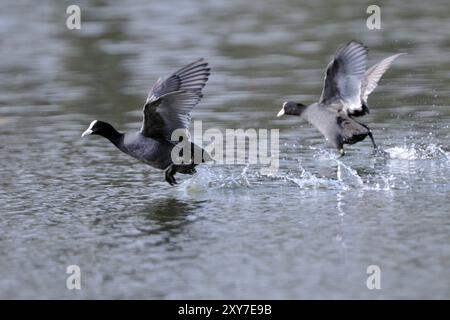 Eurasischer Coot kämpft um Territorium, Schwarzer Coot, Fulica atra, eurasischer Coot Stockfoto