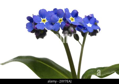 Vergisst mich nicht, Nahaufnahme, abgeschnitten Stockfoto