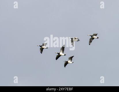 Barnacle Goose, Branta leucopsis fliegt über Ambleside, Lake District, Großbritannien. Stockfoto