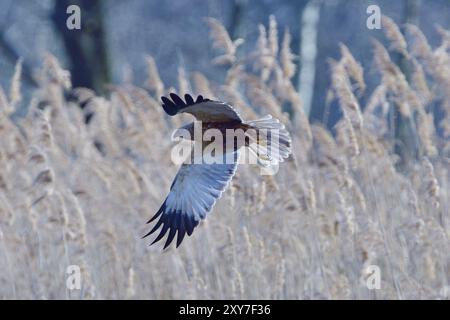 Western Marsh Harrier, männlich auf der Jagd auf einem Teich. Westliche Marsch harrier männliche Jagd Stockfoto