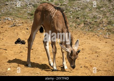 Kinder Stockfoto