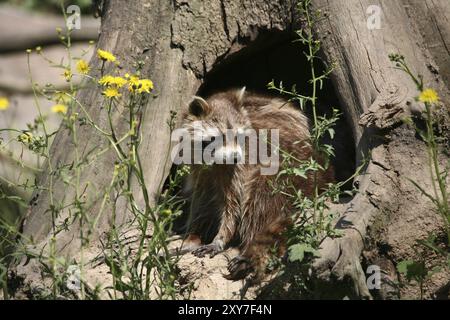 In einer Baumhöhle Stockfoto