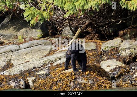 Amerikanischer Schwarzbär in Knight Inlet in Kanada Stockfoto