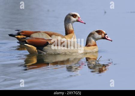 Ägyptische Gans auf einem See in der oberlausitz. Ägyptische Gans auf einem See in der Oberlausitz Stockfoto