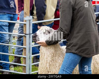 Schaf bei der Reeth Show in Swaledale, Yorkshire Dales, Großbritannien. Stockfoto