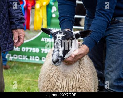 Schaf bei der Reeth Show in Swaledale, Yorkshire Dales, Großbritannien. Stockfoto