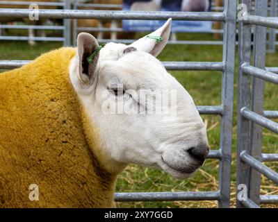 Ein Widder bei der Reeth Show in Swaledale, Yorkshire Dales, Großbritannien. Stockfoto