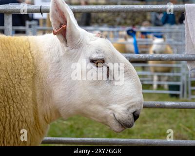 Ein Widder bei der Reeth Show in Swaledale, Yorkshire Dales, Großbritannien. Stockfoto