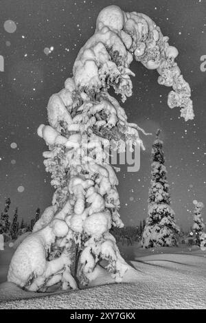 Schneefall in einer schneebedeckten Landschaft, Muddus-Nationalpark, Laponia-Weltkulturerbe, Norrbotten, Lappland, Schweden, Dezember 2012, Europa Stockfoto