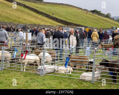 Schaf bei der Reeth Show in Swaledale, Yorkshire Dales, Großbritannien. Stockfoto