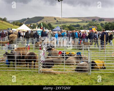 Schaf bei der Reeth Show in Swaledale, Yorkshire Dales, Großbritannien. Stockfoto