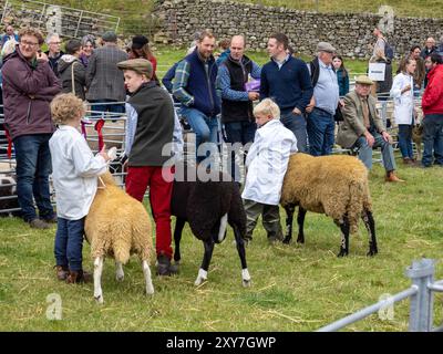 Schaf bei der Reeth Show in Swaledale, Yorkshire Dales, Großbritannien. Stockfoto