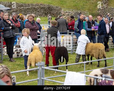 Schaf bei der Reeth Show in Swaledale, Yorkshire Dales, Großbritannien. Stockfoto