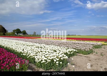 Farbenfrohe Tulpen auf dem Feld und der Windmühle, Alkmaar, Nordholland Stockfoto