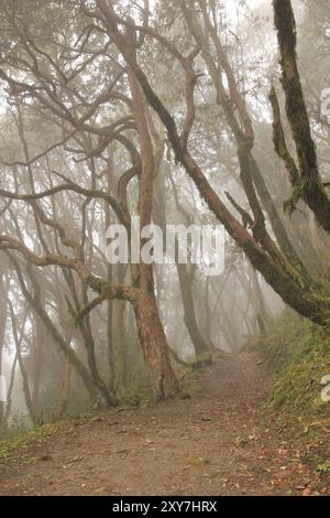 Wanderweg durch einen Rhododendronwald. Szene in der Nähe von Pokhara, Nepal, Asien Stockfoto