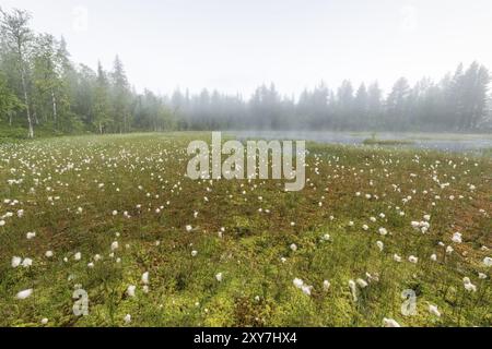 Morgennebel über einem Sumpf, Gaellivare, Norrbotten, Lappland, Schweden, August 2015, Europa Stockfoto