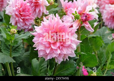 Pinkfarbene Dahlien „Ottos Nervenkitzel“ in Blume. Stockfoto