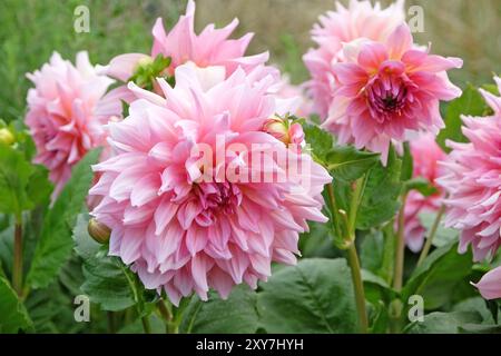 Pinkfarbene Dahlien „Ottos Nervenkitzel“ in Blume. Stockfoto