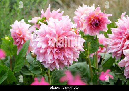 Pinkfarbene Dahlien „Ottos Nervenkitzel“ in Blume. Stockfoto